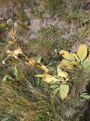 Gentiana lutea symphyandra