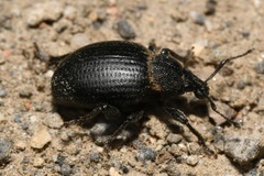 Otiorhynchus orbicularis