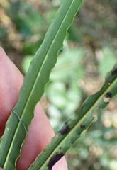 Faurea macnaughtonii