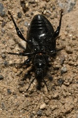 Otiorhynchus orbicularis