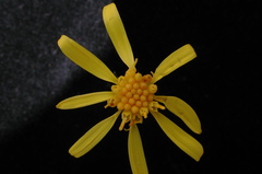 Senecio lugens