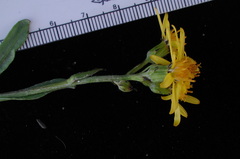 Senecio lugens