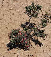 Mestoklema tuberosum