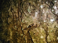 Dromius quadrimaculatus