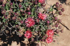 Mestoklema tuberosum