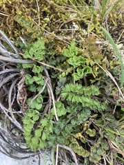Gingidia enysii peninsulare