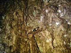 Dromius quadrimaculatus