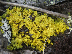 Vulpicida juniperinus