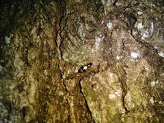 Dromius quadrimaculatus