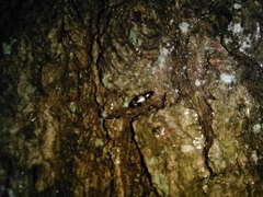 Dromius quadrimaculatus