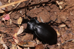Carabus banonii