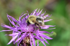 Bombus pascuorum