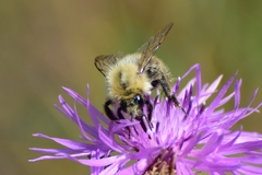 Bombus pascuorum