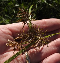 Cyperus engelmannii