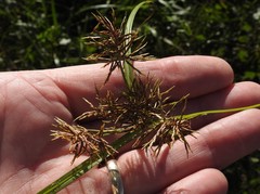 Cyperus engelmannii