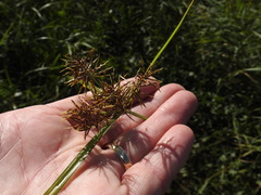 Cyperus engelmannii