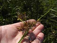 Cyperus engelmannii