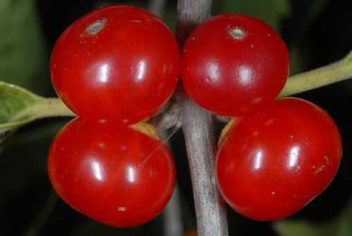 Lonicera maackii iNat (1)