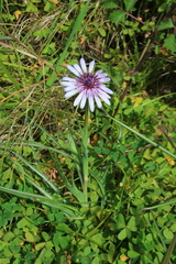 Tragopogon eriospermus