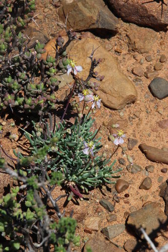 Kewa salsoloides (Kewa salsoloides)