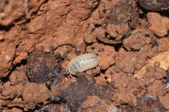 Schizidium perplexum