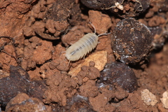 Schizidium perplexum