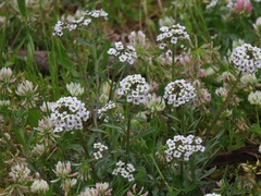 Lobularia maritima