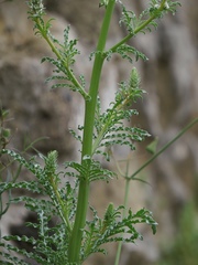 Reseda alba