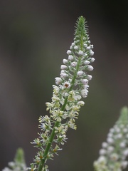 Reseda alba