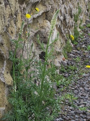 Reseda alba