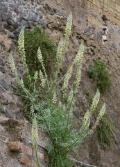 Reseda alba