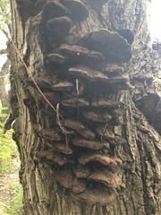 Inonotus munzii