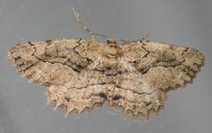 Menophra serrataria