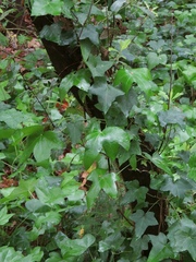 Hedera