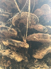 Inonotus munzii
