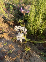 Lapeirousia pyramidalis