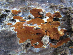 Botryobasidium simile