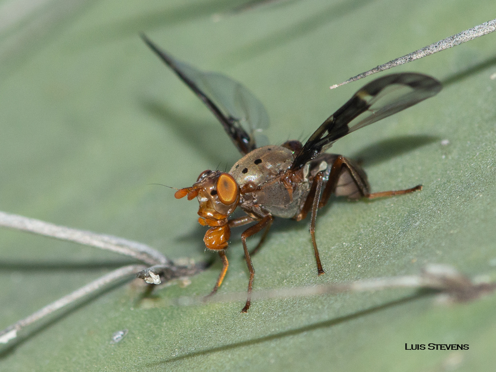Diacrita costalis