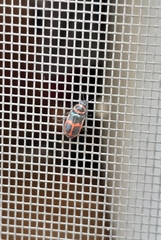 Astylus cyanerythrus