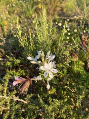 Lapeirousia pyramidalis