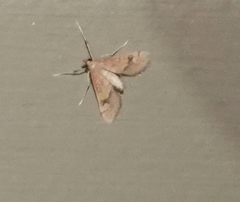 Choristostigma