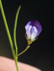 Psoralea tenuissima