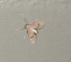Choristostigma