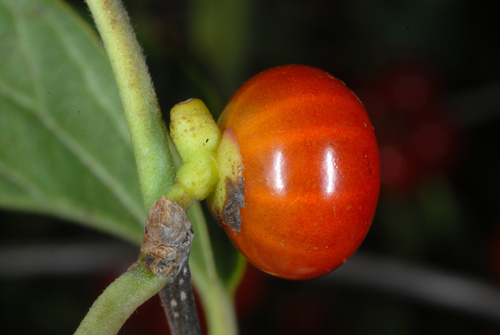 Lonicera maackii