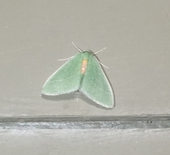 Chlorosea roseitacta