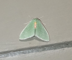 Chlorosea roseitacta