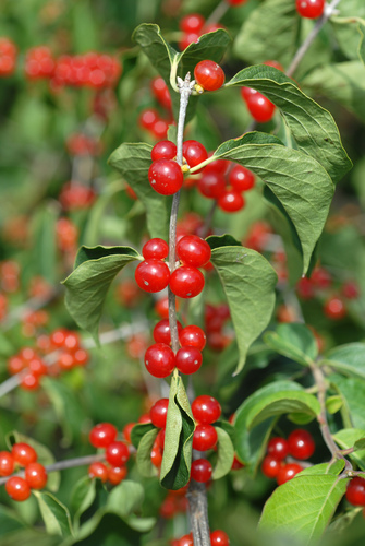 Lonicera maackii