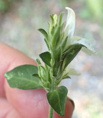 Isoglossa ciliata