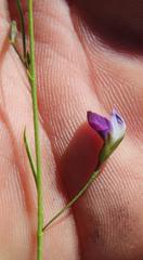 Psoralea tenuissima