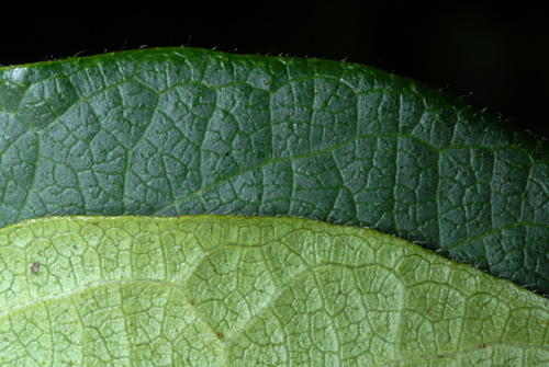 Lonicera maackii